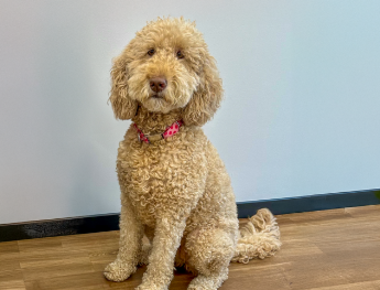 Image of dog