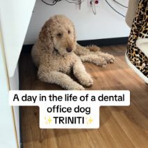 Office dog Triniti lying on floor