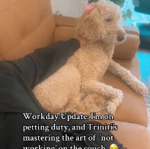 Office dog sitting on couch
