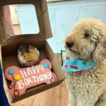 Dog looking at a bone-shaped birthday pillow in a box