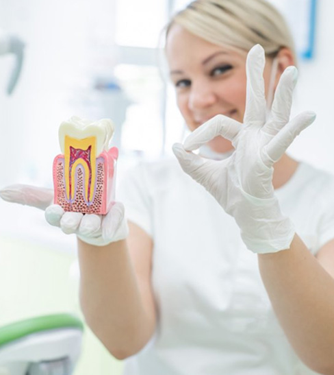 Dentist holding a model tooth and making an “ok” sign